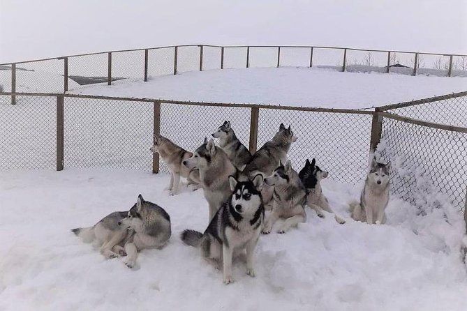 Hiking with Husky in Akureyri (private) - A good choice for families, with a few limits