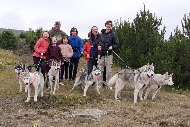 Hiking with Husky in Akureyri - A home visit instead of a staged animal encounter