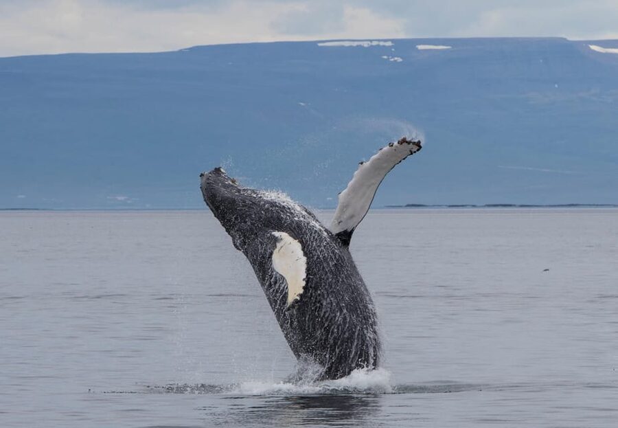 Hólmavík: Whale Watching Tour - What the 2.5-hour trip is like