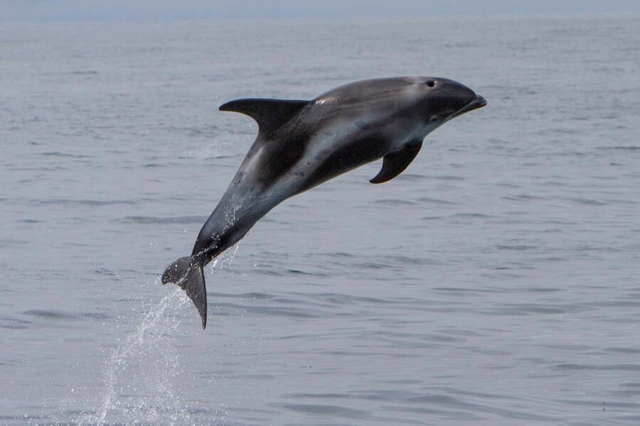 Hólmavík: Whale Watching Tour - Humpbacks, minke whales, and dolphins