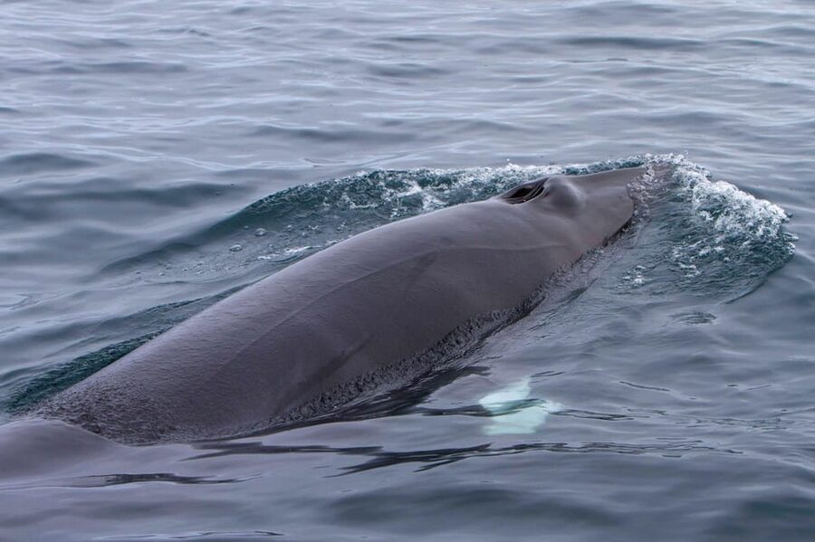 Hólmavík: Whale Watching Tour - Weather, comfort, and seasickness