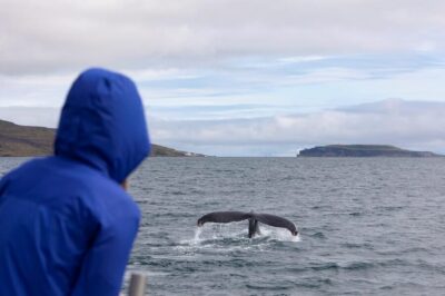Hólmavík: Whale Watching Tour