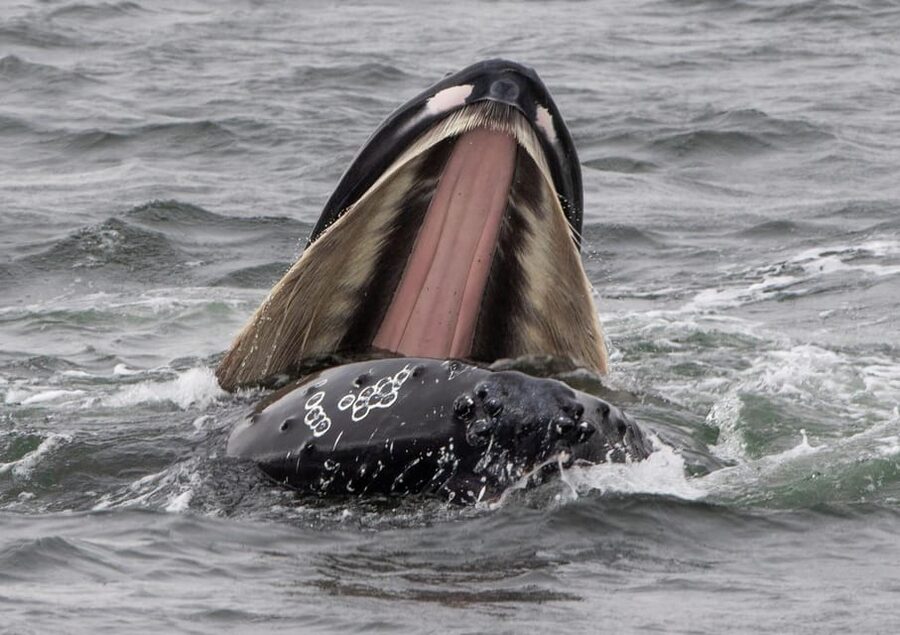 Hólmavík: Whale Watching Tour - The $101 price and what you receive
