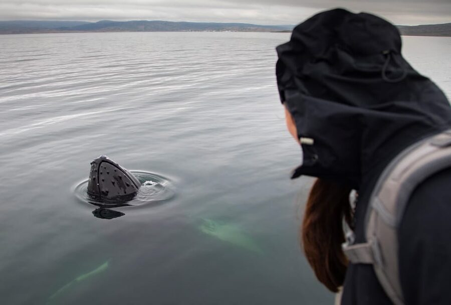 Hólmavík: Whale Watching Tour - Who should book this whale tour