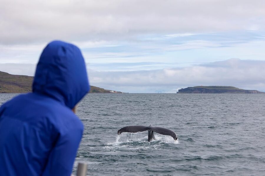 Hólmavík: Whale Watching Tour - Puffins from June through early August