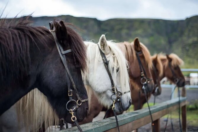 Horse Riding Tour in Reykjadalur (Smoky Valley)-All Riding Levels - Key points at a glance
