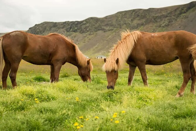 Horse Riding Tour in Reykjadalur (Smoky Valley)-All Riding Levels - Why Reykjadalur works for a first Icelandic ride