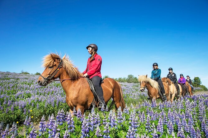 Horseback Riding Tour in Iceland - What beginners can expect at Ishestar