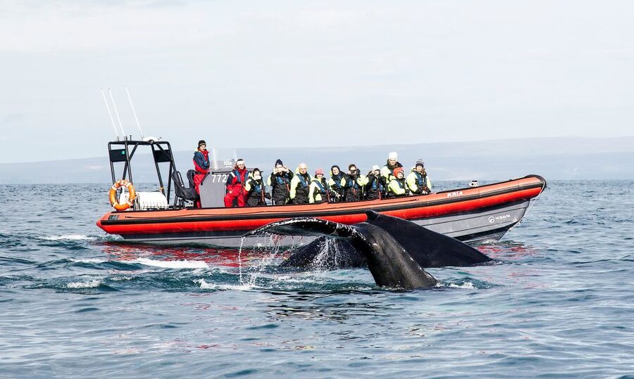 Húsavík: Big Whales and Puffin Island Speedboat Tour - Key points at a glance
