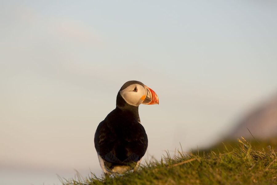 Húsavík: Big Whales and Puffin Island Speedboat Tour - Should you book the Big Whales and Puffin Island tour?