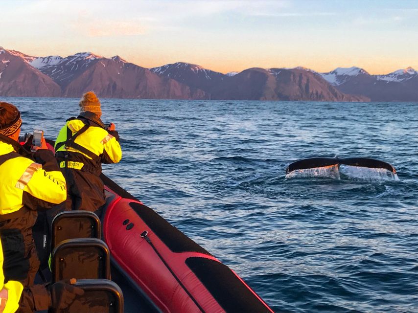 Húsavík: Big Whales and Puffin Island Speedboat Tour - Why the RIB changes whale watching in Húsavík