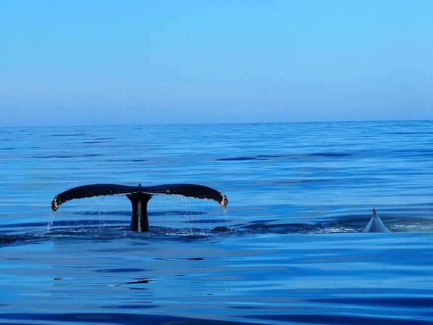Húsavík: Big Whales and Puffin Island Speedboat Tour - Searching Skjálfandi Bay for whales and dolphins