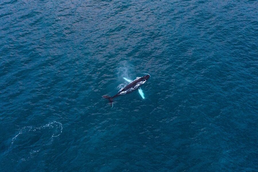 Húsavík: Big Whales and Puffin Island Speedboat Tour - What the two-hour route feels like