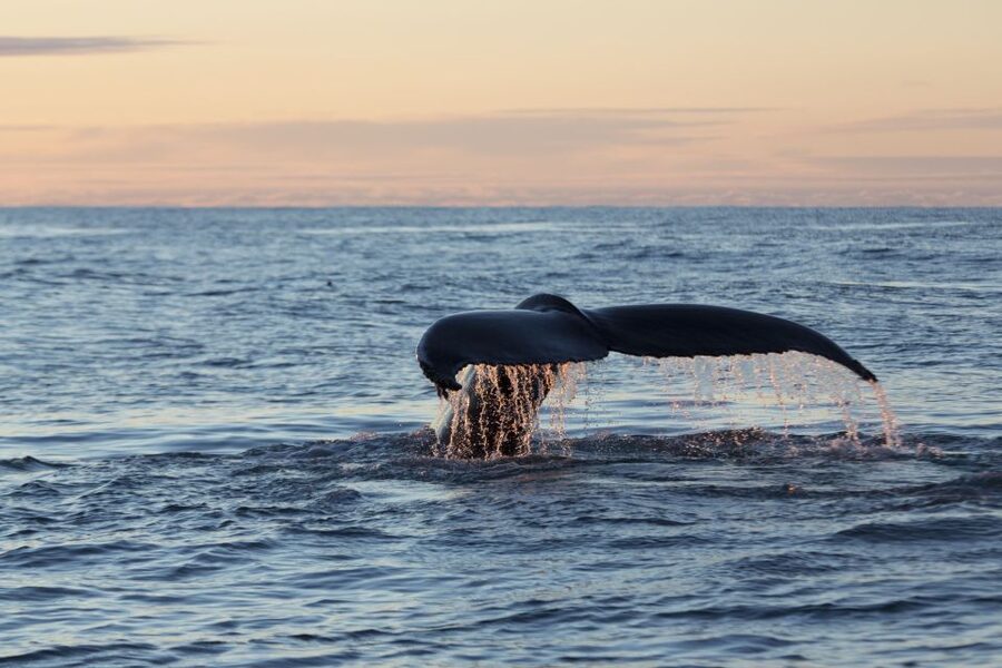 Húsavík: Big Whales and Puffin Island Speedboat Tour - Cold-weather clothing is part of the planning
