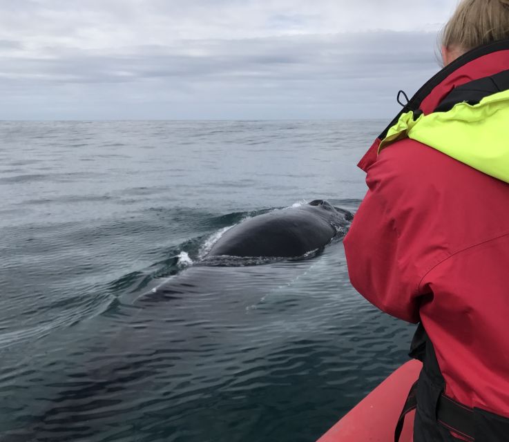 Húsavík: Big Whales and Puffin Island Speedboat Tour - The guides and crew add real value