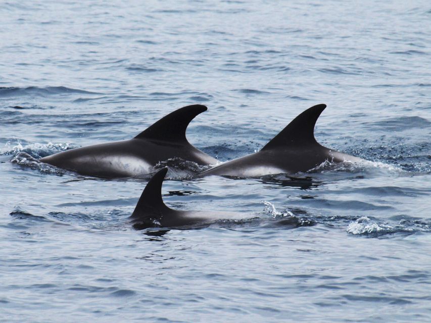Húsavík: Big Whales and Puffin Island Speedboat Tour - Who should book this Húsavík tour?