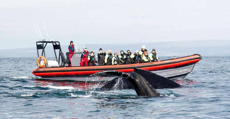Húsavík: Big Whales and Puffin Island Speedboat Tour - Lundey Island and the puffin season