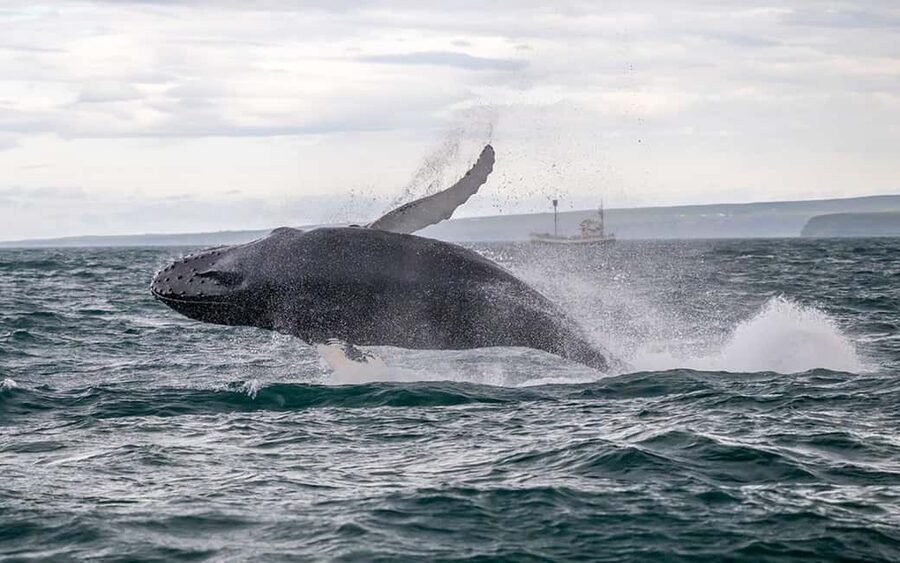 Húsavík: Family-Run and Guided Whale Watching Tour - Key points to know before you book