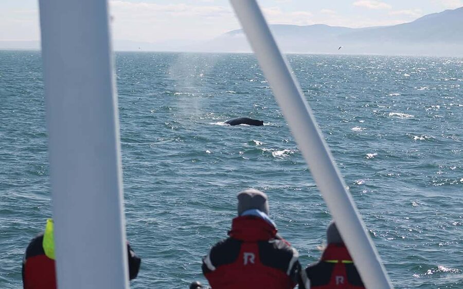 Húsavík: Family-Run and Guided Whale Watching Tour - Setting out from Húsavík on the Moby Dick