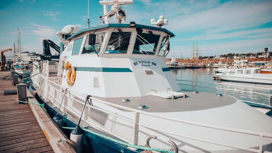 Húsavík: Family-Run and Guided Whale Watching Tour - Rare sightings and the role of luck