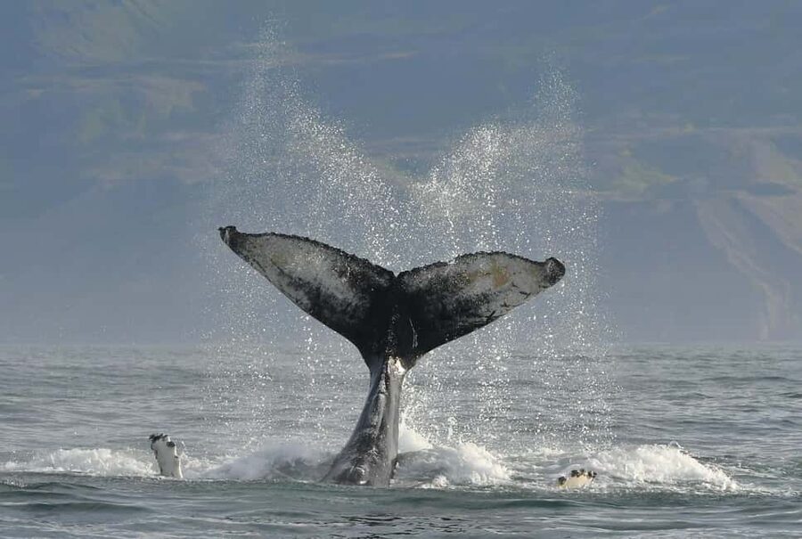 Húsavík: Family-Run and Guided Whale Watching Tour - Why the guides matter