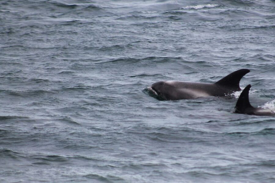 Húsavík: Family-Run and Guided Whale Watching Tour - Puffins, dolphins, and the rest of the bay