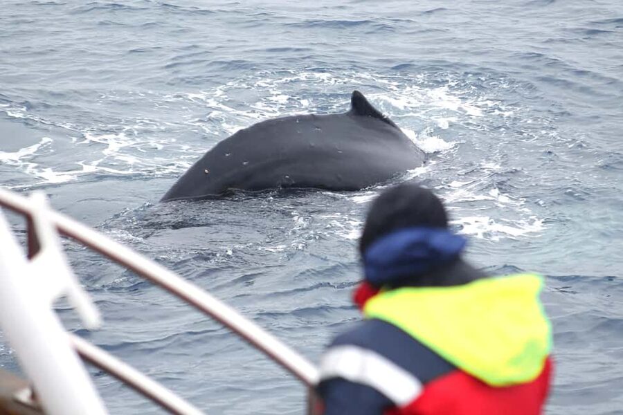 Húsavík: Family-Run and Guided Whale Watching Tour - Crossing Skjálfandi Bay toward Kinnarfjöll