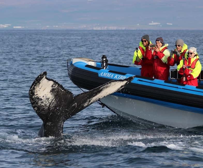 Húsavík: Original Big Whale Safari & Puffins by Speedboat - Key points at a glance