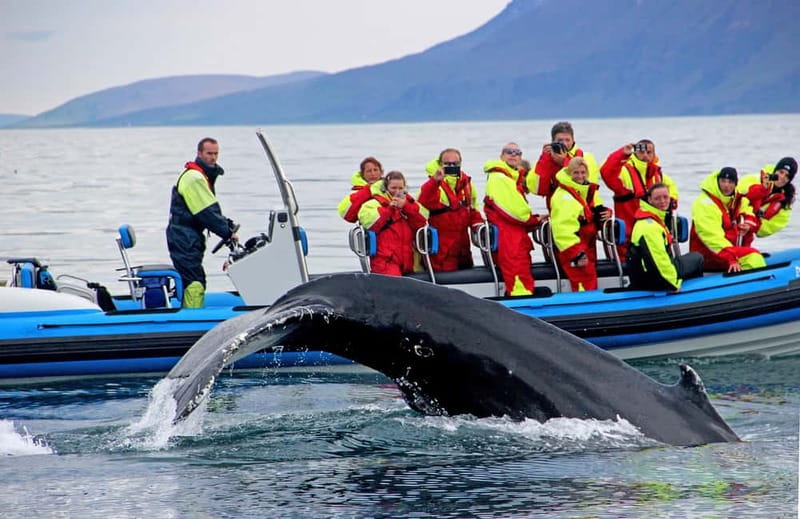 Húsavík: Original Big Whale Safari & Puffins by Speedboat - Leaving Húsavík on a fast RIB boat