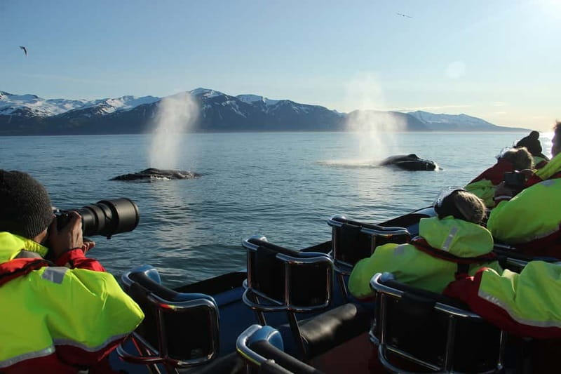 Húsavík: Original Big Whale Safari & Puffins by Speedboat - Searching Skjálfandi Bay for whales and dolphins