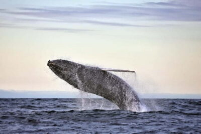 Original Big Whale Safari & Puffins by Speedboat
