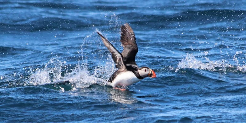 Húsavík: Original Big Whale Safari & Puffins by Speedboat - Why the small group and fast boat matter