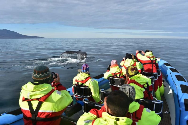 Húsavík: Original Big Whale Safari & Puffins by Speedboat - Is $159 a fair price?