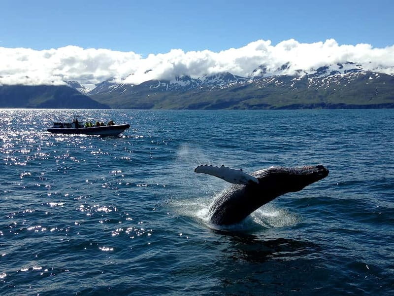 Húsavík: Original Big Whale Safari & Puffins by Speedboat - Weather, timing, and realistic expectations