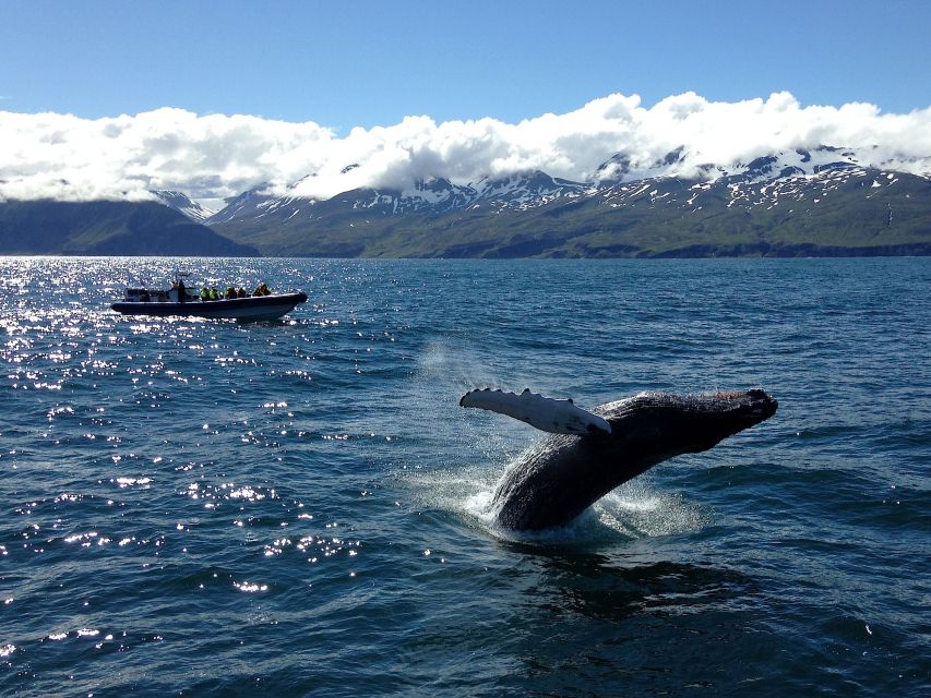 Húsavík: Original Big Whale Safari & Puffins by Speedboat - What makes the guides important