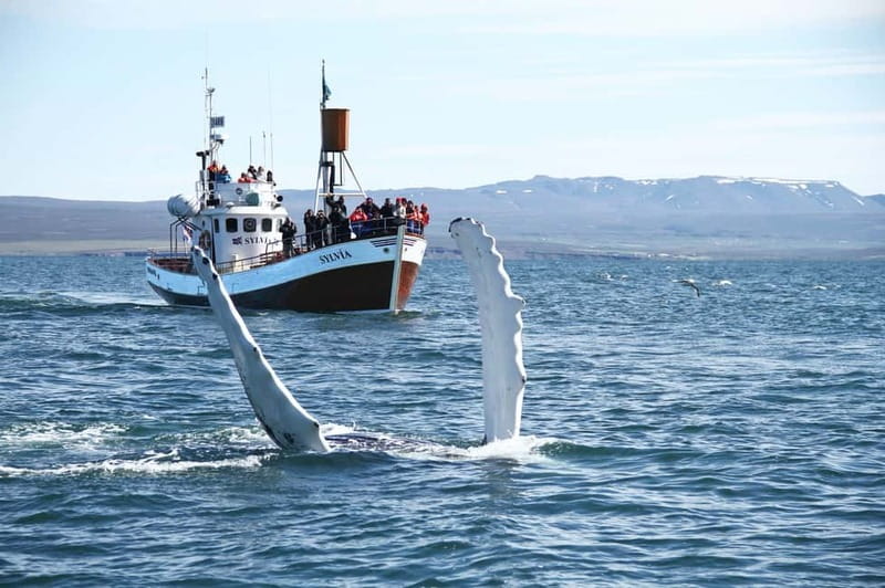 Húsavík: Traditional Whale Watching by Local Family Company - Key things to know before you go