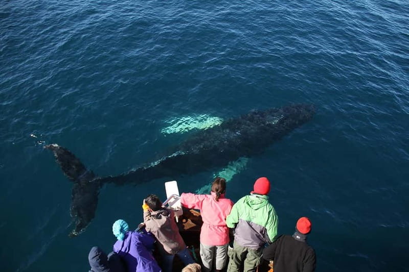 Húsavík: Traditional Whale Watching by Local Family Company - Should you book Gentle Giants in Húsavík?
