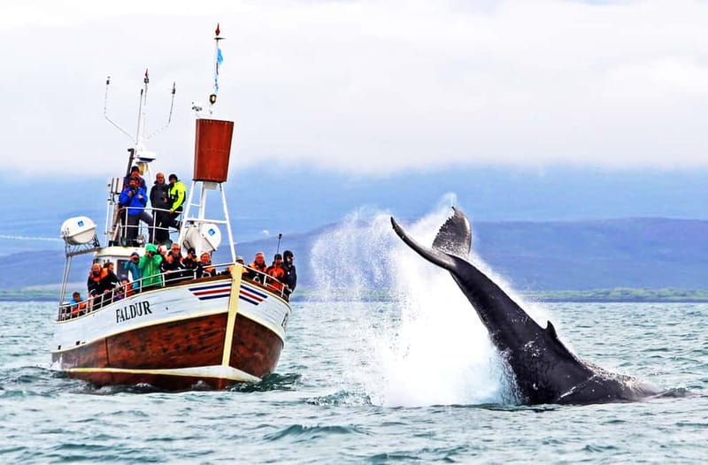 Húsavík: Traditional Whale Watching by Local Family Company - Why Húsavík is the right place for whale watching