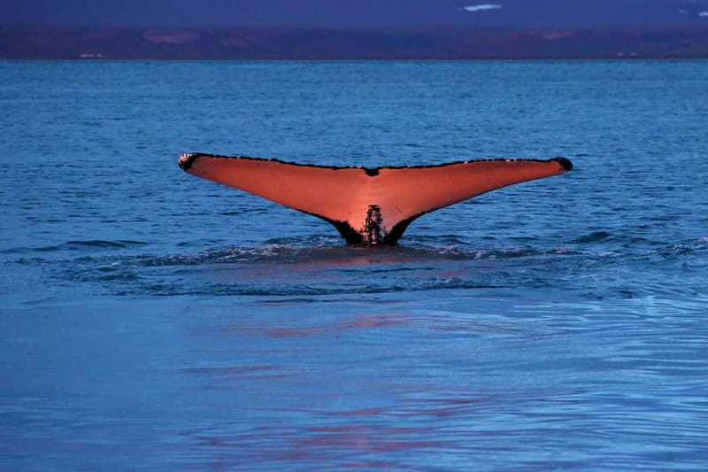 Húsavík: Traditional Whale Watching by Local Family Company - Boarding a traditional Icelandic oak boat