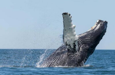 Traditional Whale Watching by Local Family Company
