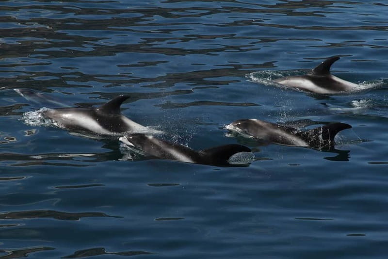 Húsavík: Traditional Whale Watching by Local Family Company - Searching Skjálfandi Bay for whales