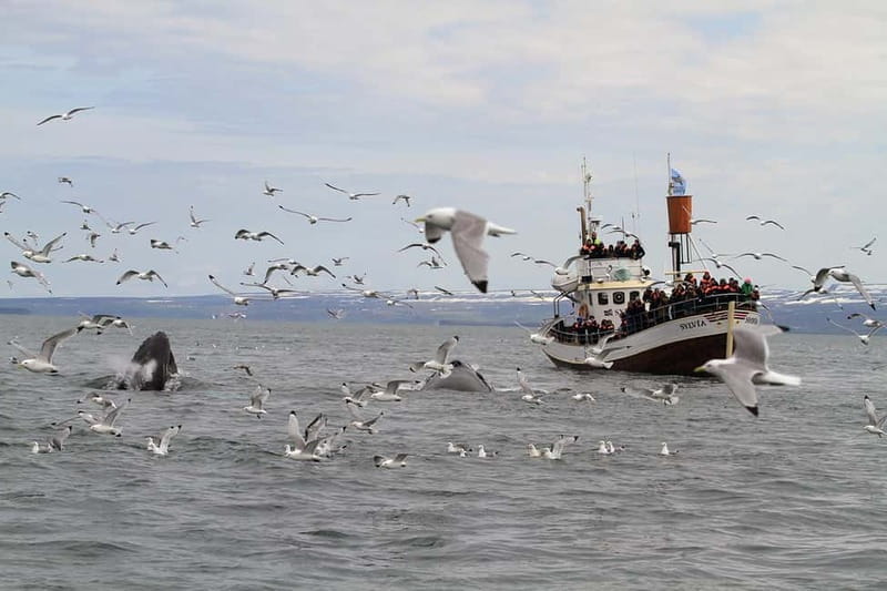 Húsavík: Traditional Whale Watching by Local Family Company - Guides who make the waiting worthwhile