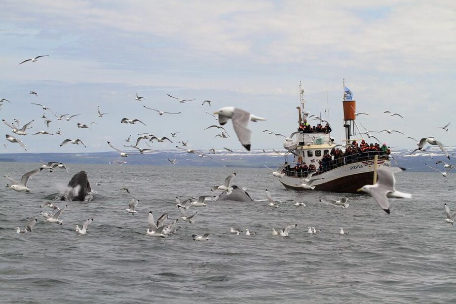 Húsavík: Traditional Whale Watching by Local Family Company - What three hours feels like on the water