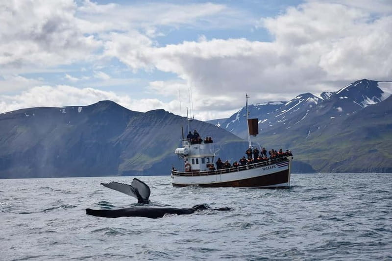 Húsavík: Traditional Whale Watching by Local Family Company - How the $91 price measures up