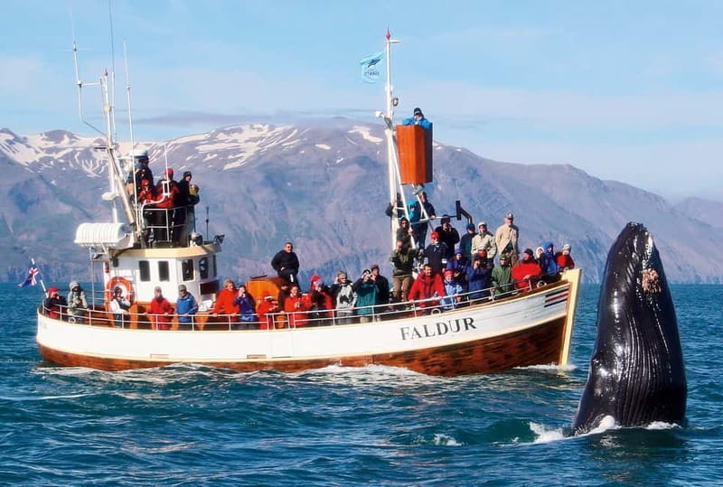 Húsavík: Traditional Whale Watching by Local Family Company - Who should choose this cruise