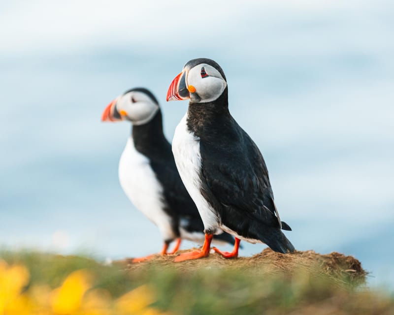 Húsavík: Whale-Watching Cruise and Puffins Guided Tour - Key points before you book