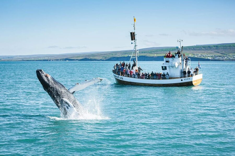 Húsavík: Whale-Watching Cruise and Puffins Guided Tour - FAQ