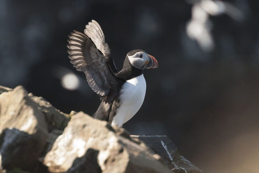 Húsavík: Whale-Watching Cruise and Puffins Guided Tour - Leaving Húsavík on a classic wooden boat
