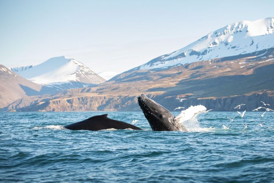 Húsavík: Whale-Watching Cruise and Puffins Guided Tour - Puffin Island and the limits of close-up views