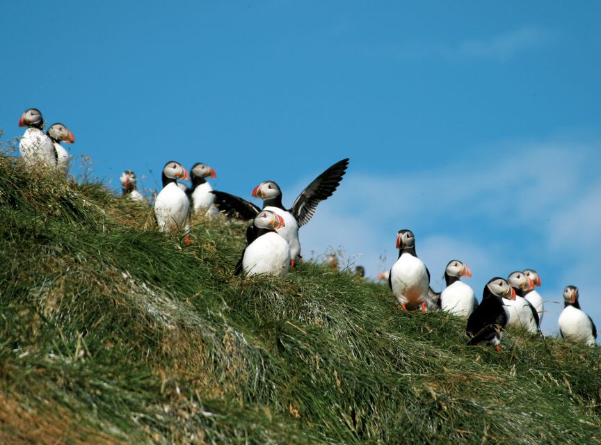 Húsavík: Whale-Watching Cruise and Puffins Guided Tour - What the three to three-and-a-half hours feel like